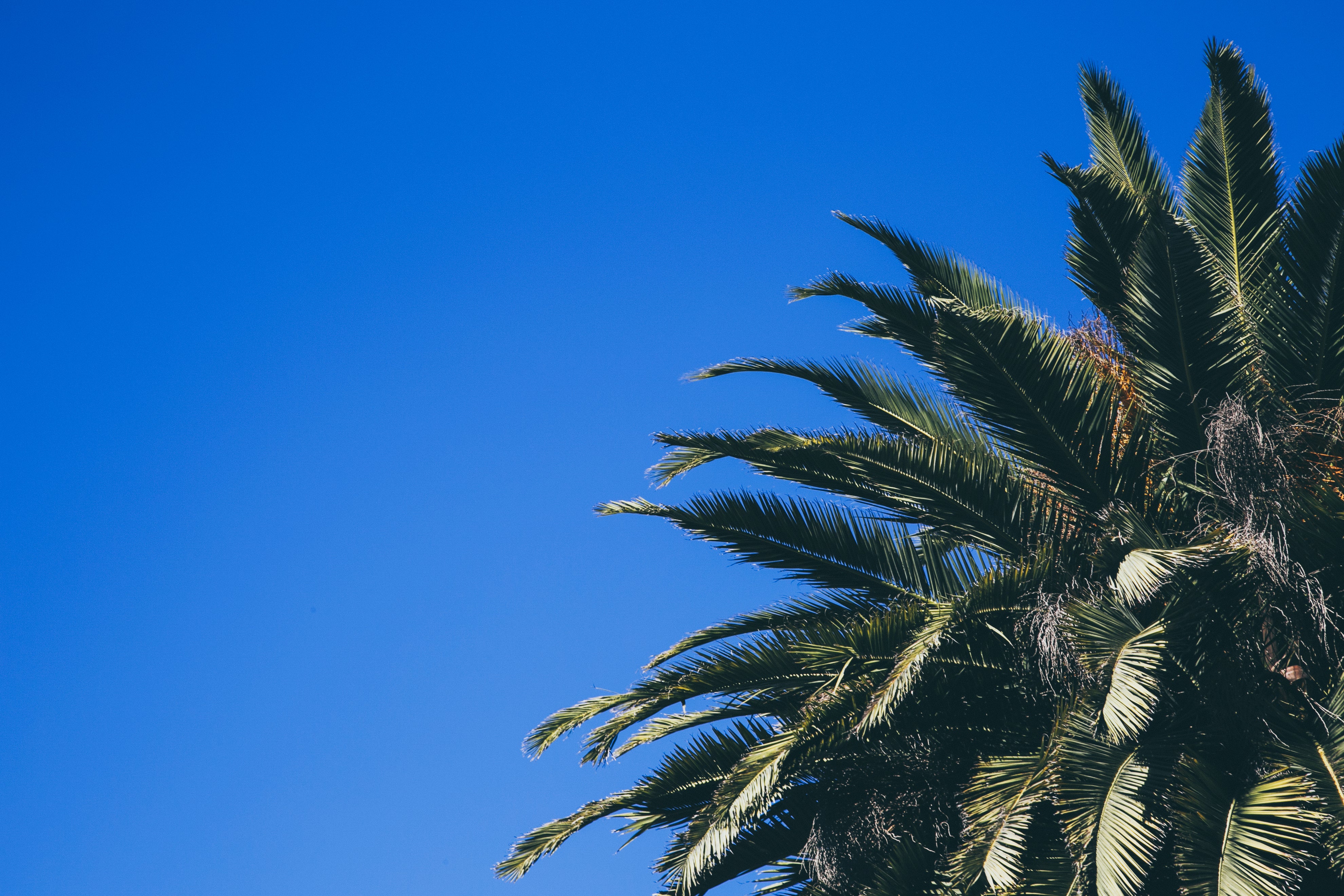 palm-tree-with-blue-sky.jpg